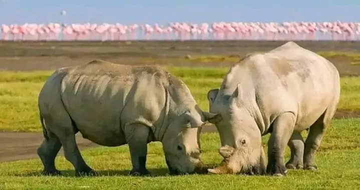 Rwanda Uganda Ziwa Safari